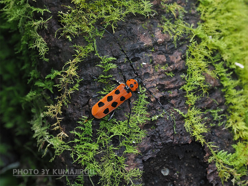 奄美大島固有の天牛虫 フェリエベニボシカミキリ : くま次郎の