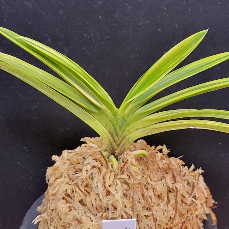 富貴蘭 金牡丹縞 : 富貴蘭チャンネル