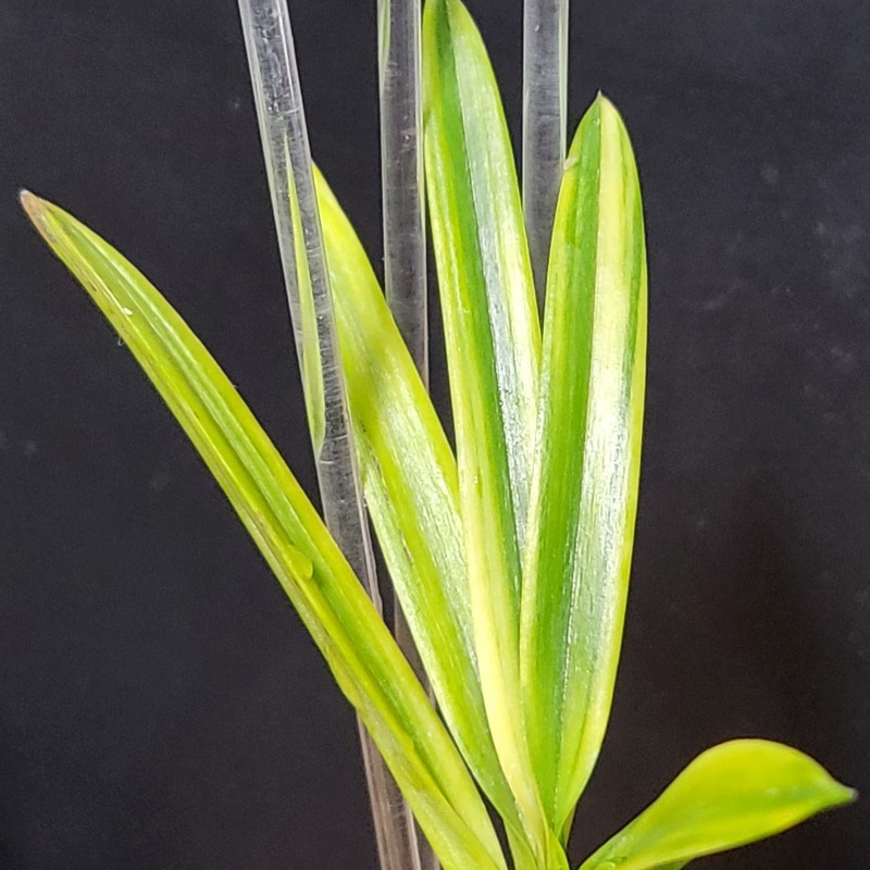 富貴蘭 金牡丹縞 : 富貴蘭チャンネル