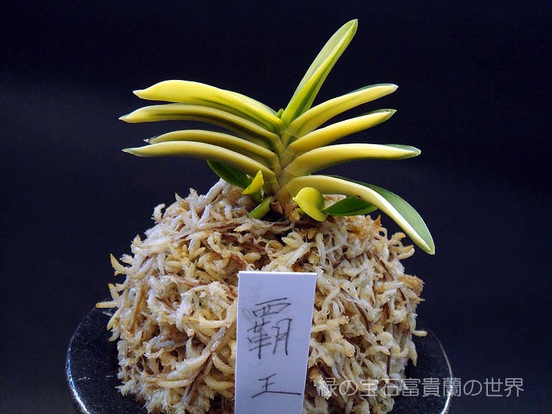 富貴蘭 枯れた無双丸大覆輪 : 富貴蘭チャンネル