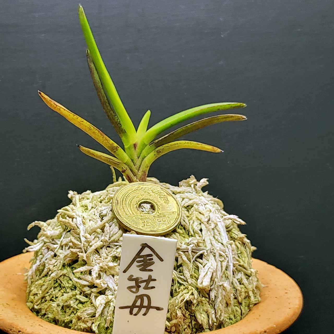 富貴蘭 金牡丹 : 富貴蘭チャンネル