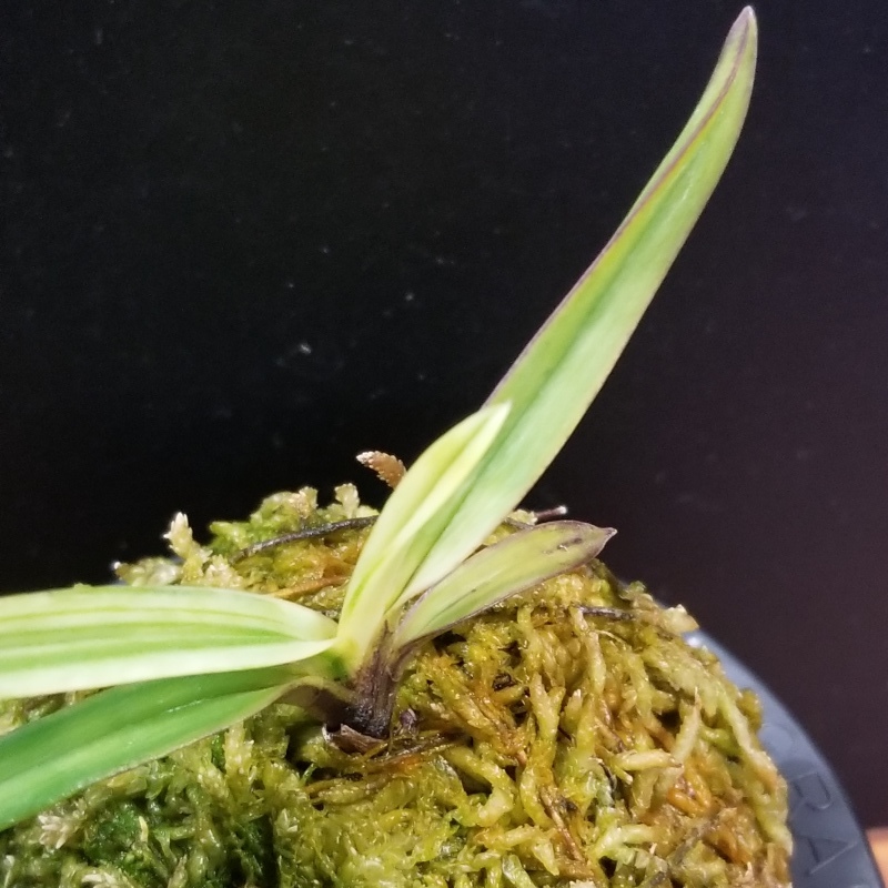 富貴蘭 白牡丹 : 富貴蘭チャンネル