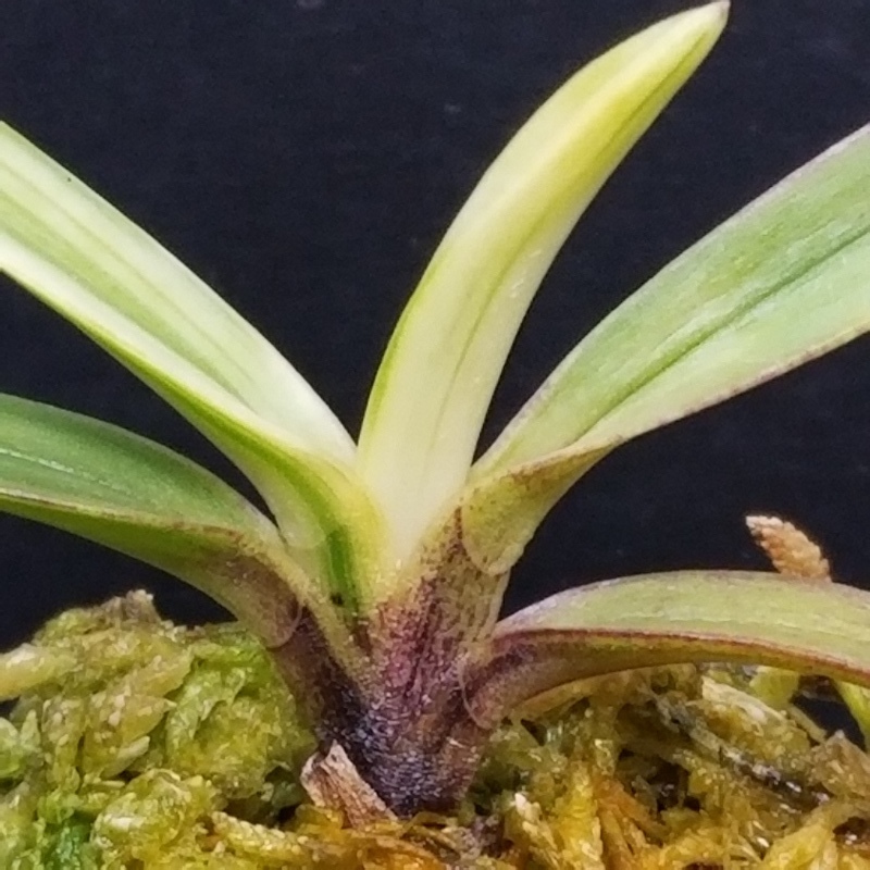 富貴蘭 白牡丹 : 富貴蘭チャンネル