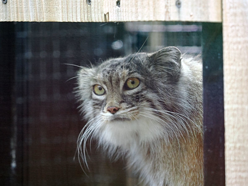 マヌルロックのマヌルネコ : 動物園放浪記