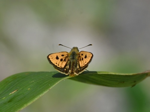 カラフトタカネキマダラセセリ 北海道6月の蝶③ : 蝶のいる風景blog