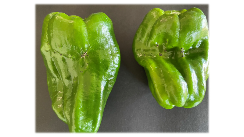 規格外ピーマンについて | ピーマンブログ ピーマン農家の挑戦