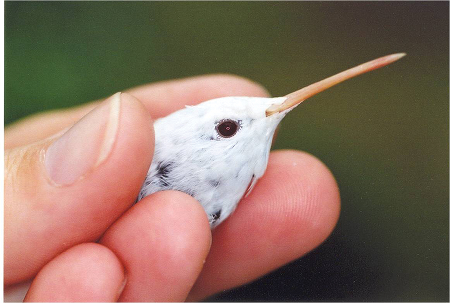 Birdwatch - PineStraw Magazine