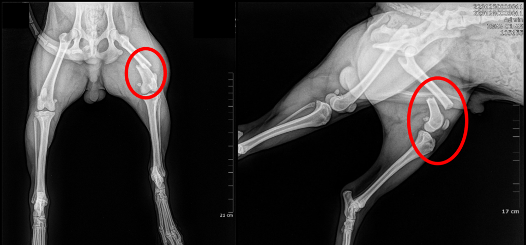 裁断済み犬と猫の骨折・脱臼の初期対応 いざという時に役立つ!犬