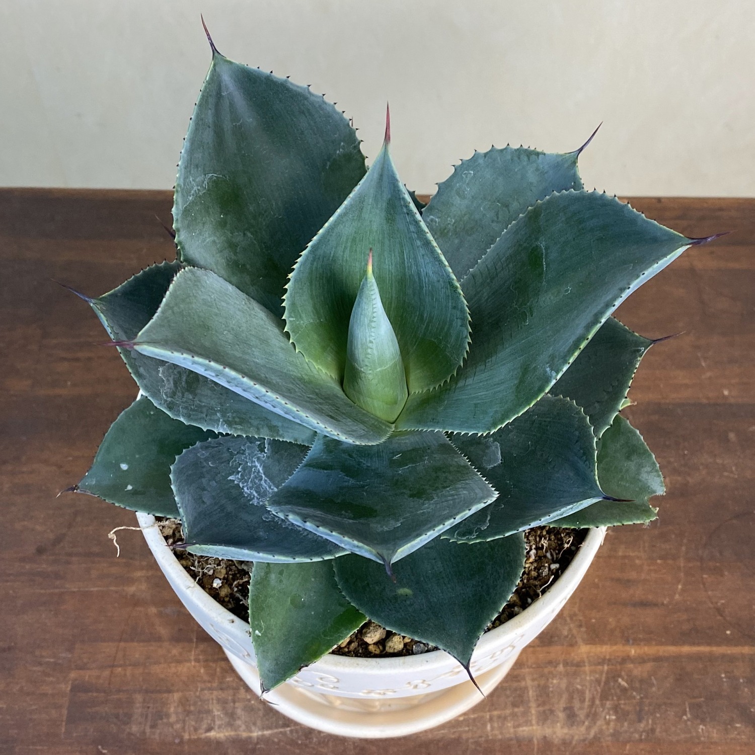 観葉植物 小型 アガベ・スカイ・シルエット 陶器鉢S08 | 移転祝い 開店