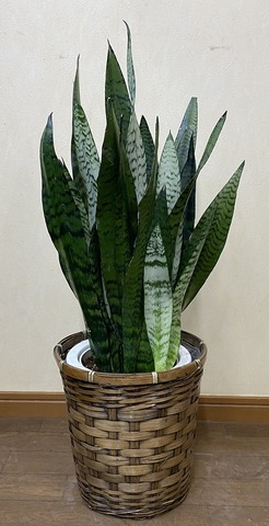 観葉植物 中型 青サンスベリア ゼラニカ M7号 鉢カバー | 移転祝い