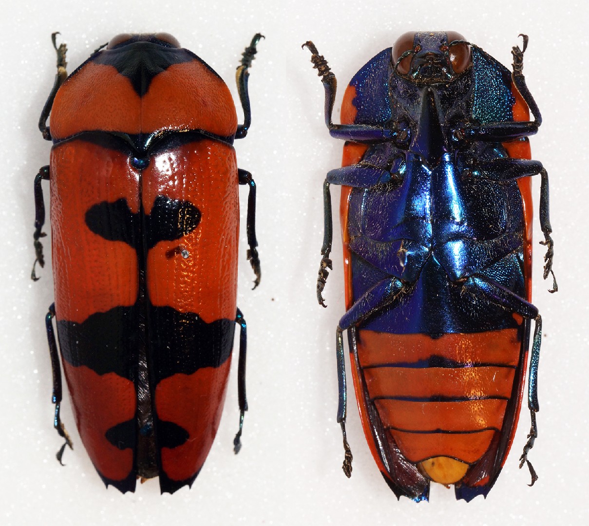 クロモンベニオウサマムカシタマムシ (Calodema plebeia) - Picture Insect