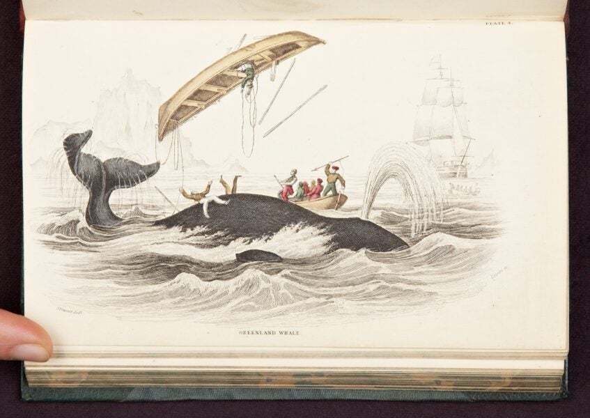 Pirages | Jardine. Naturalist's Library. 1845-46