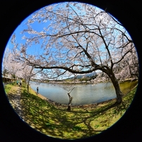 SIGMA(シグマ)のレンズ 8mm F3.5 EX DG CIRCULAR FISHEYE (ﾆｺﾝ用) で