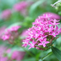 TAMRON(タムロン)のレンズ SP AF17-50mm F/2.8 XR Di II VC LD