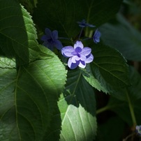 SIGMA(シグマ)のレンズ 30mm F2.8 EX DN [マイクロフォーサーズ用] で