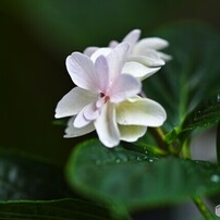 SIGMA(シグマ)のレンズ APO MACRO 150mm F2.8 EX DG OS HSM [ニコン用