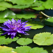 NIKON(ニコン)のレンズ Ai AF Micro Nikkor 105mm F2.8D で撮影した