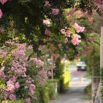 KYOCERA(京セラ)のレンズ Carl Zeiss Sonnar T* 135mm F2.8 (MM) で