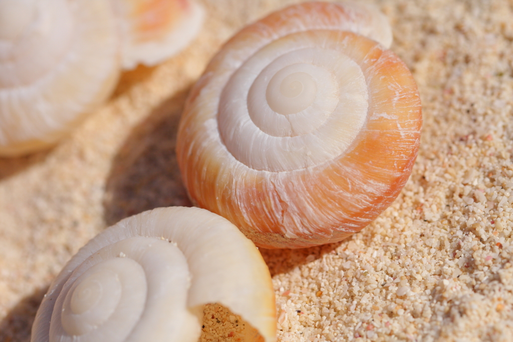 ヒロベソカタマイマイ by もんちゃん （ID：2568778） - 写真共有