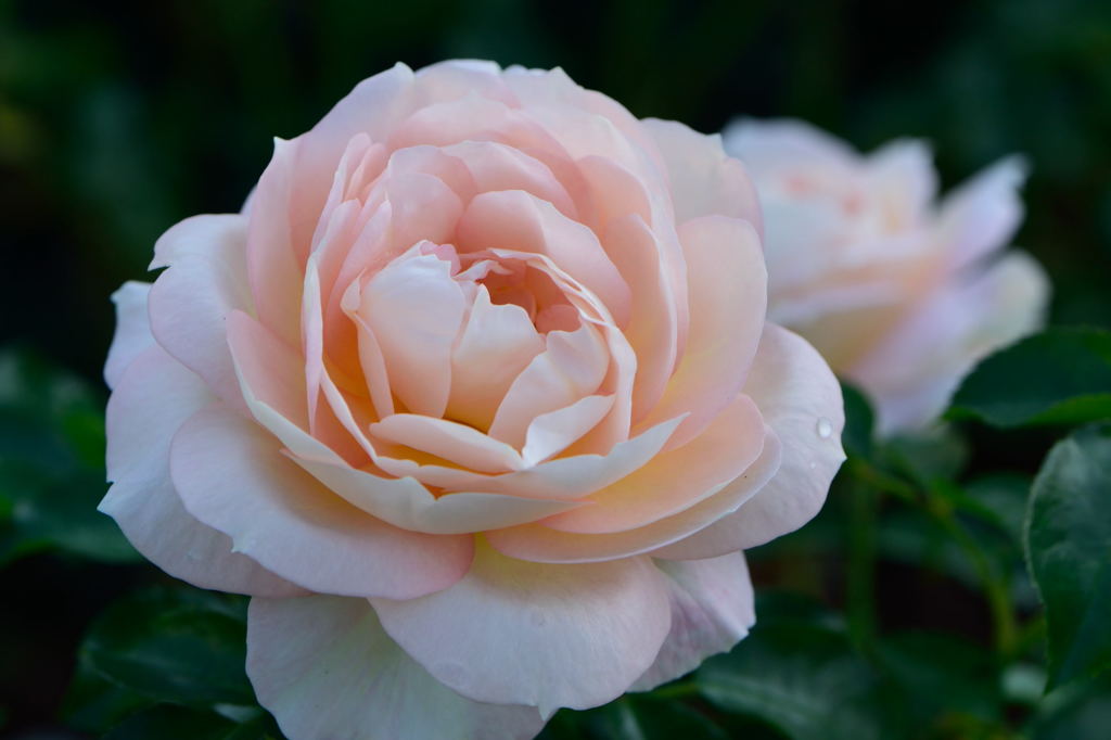 薔薇 マリー アントワネット by 501 （ID：5028726） - 写真共有