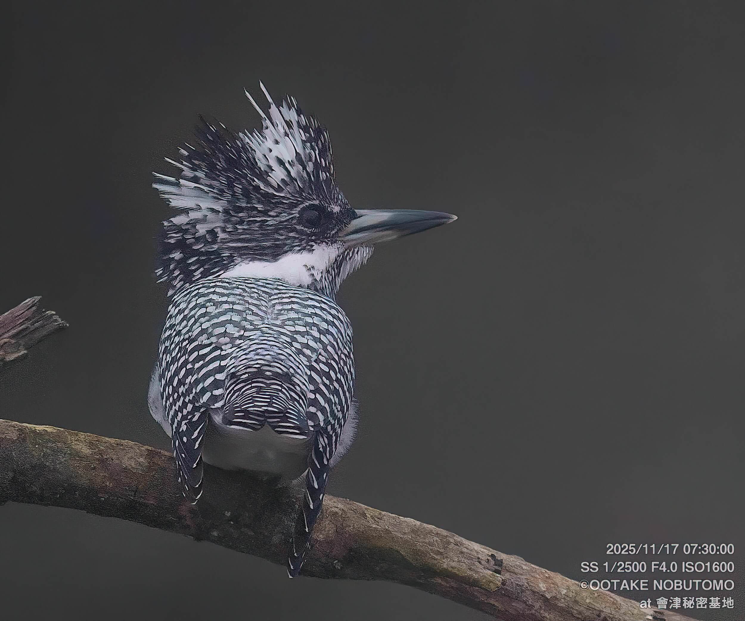 今日のヤマセミ 霧の中大暴れ～ ハンティング3回！ » 野鳥撮影ガイド