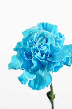 ムーンライト（染めブルー）｜ハナスタが提供する切花の画像検索サイト