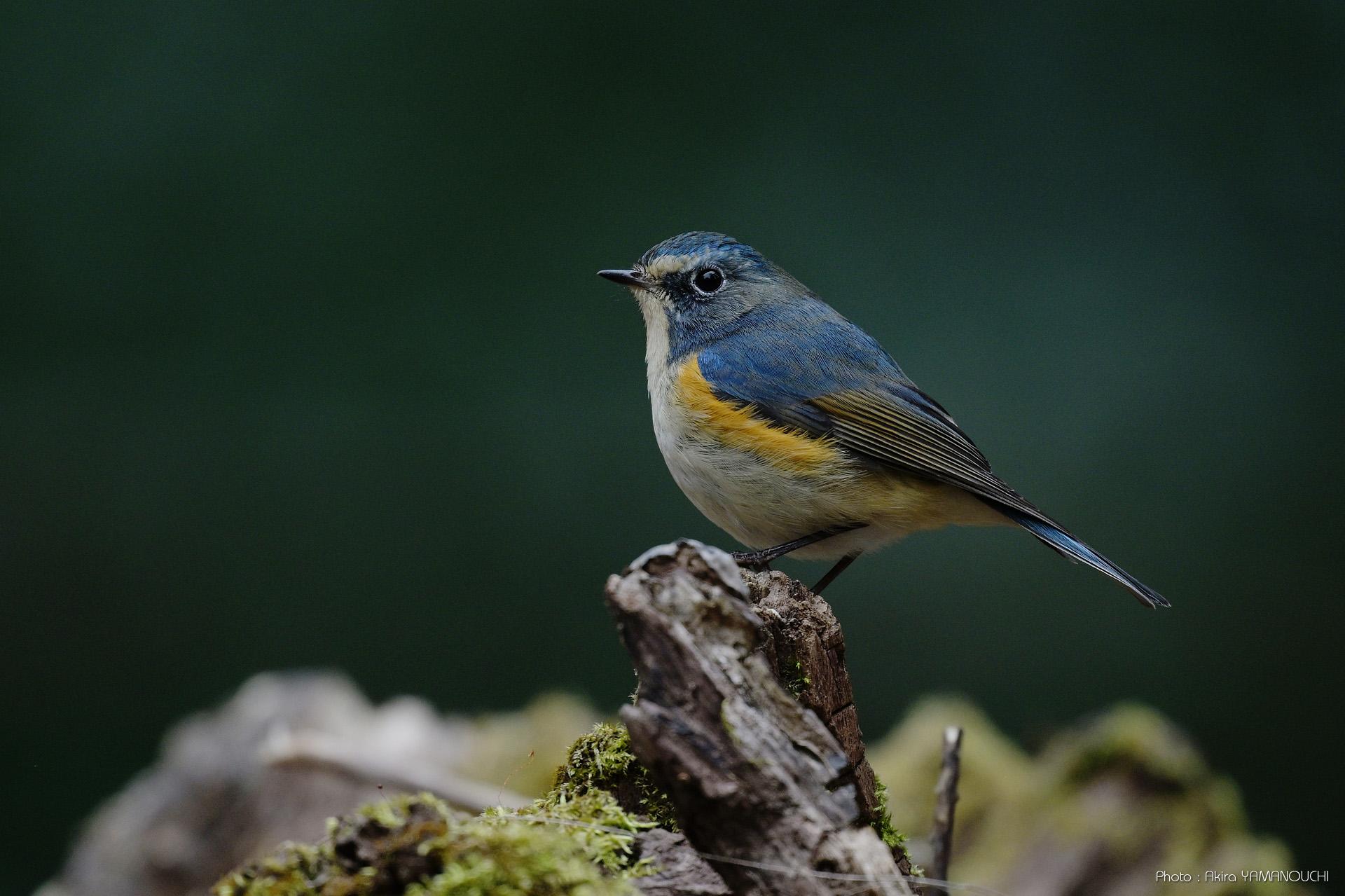 NIKKOR Z 800mm f/6.3 VR S：ボケ