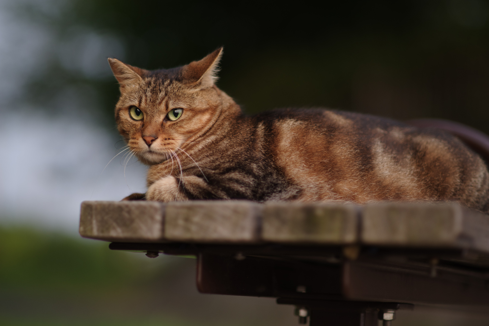 smc PENTAX-FA☆85mm F1.4 ED[IF] - レンズ - pentax memo