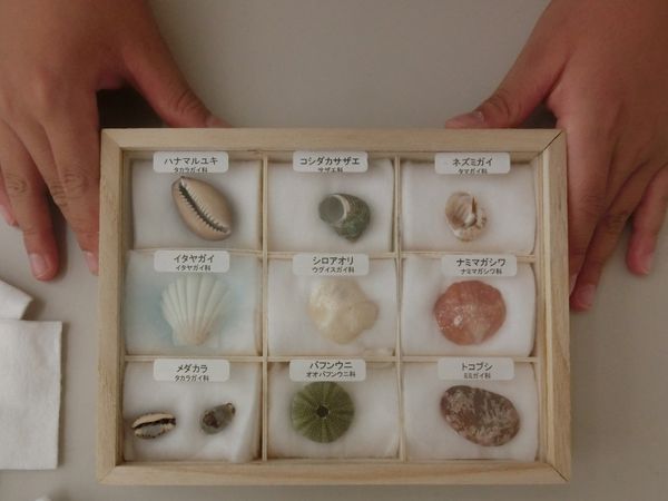 発見工房クリエイト理科実験教室『貝殻の標本とタカラガイのストラップ