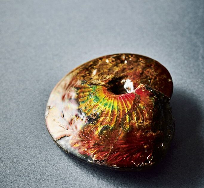 机の上のサイエンス。Vol.15／宝石化したアンモナイトの化石 | POPEYE