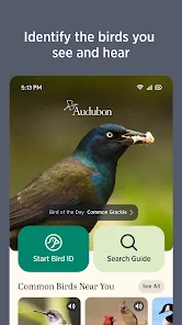 Audubon Bird Guide - Google Play のアプリ