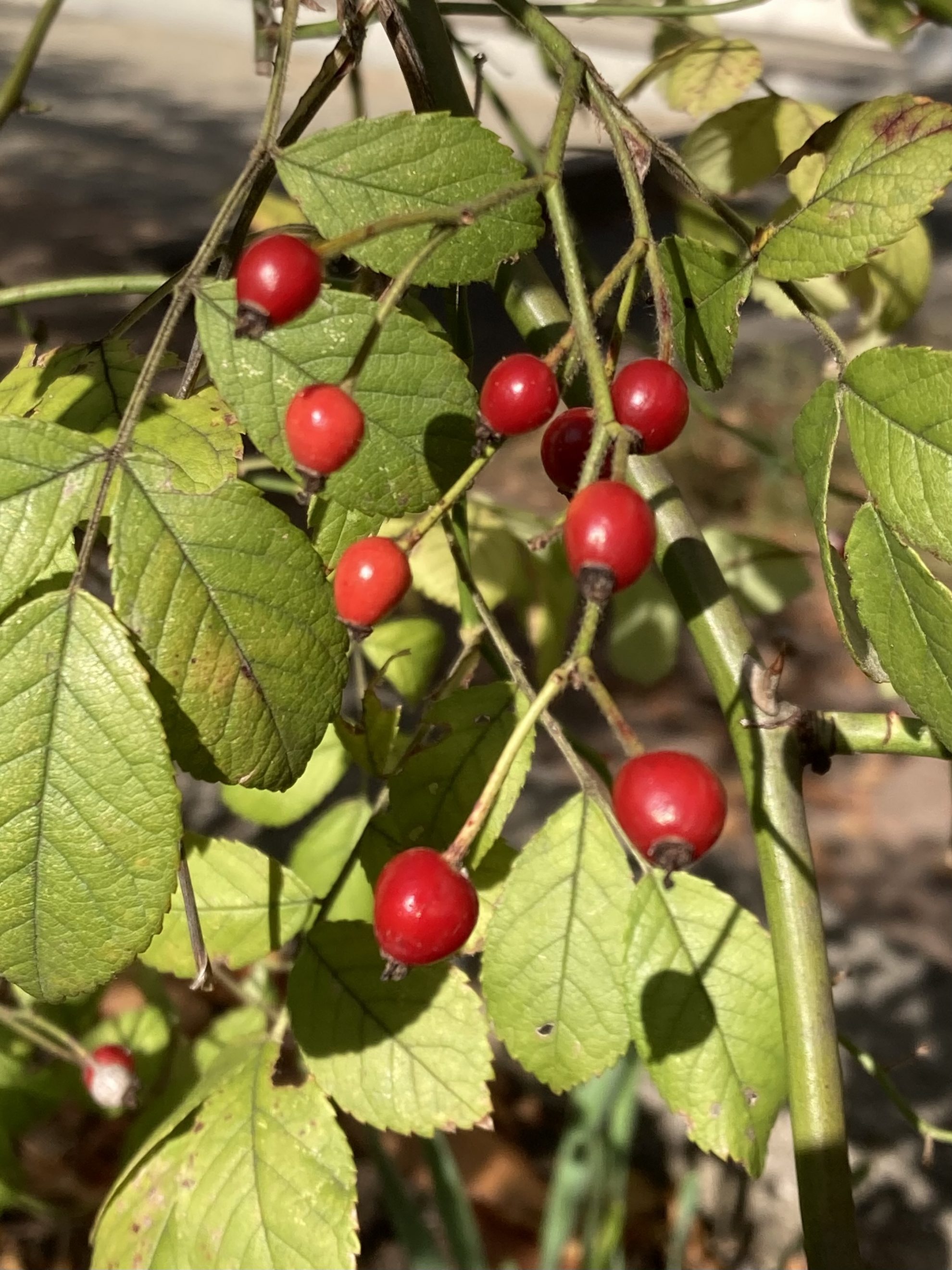 野茨（ノイバラ）の実を愛でる季節となりました | 門真市民プラザ