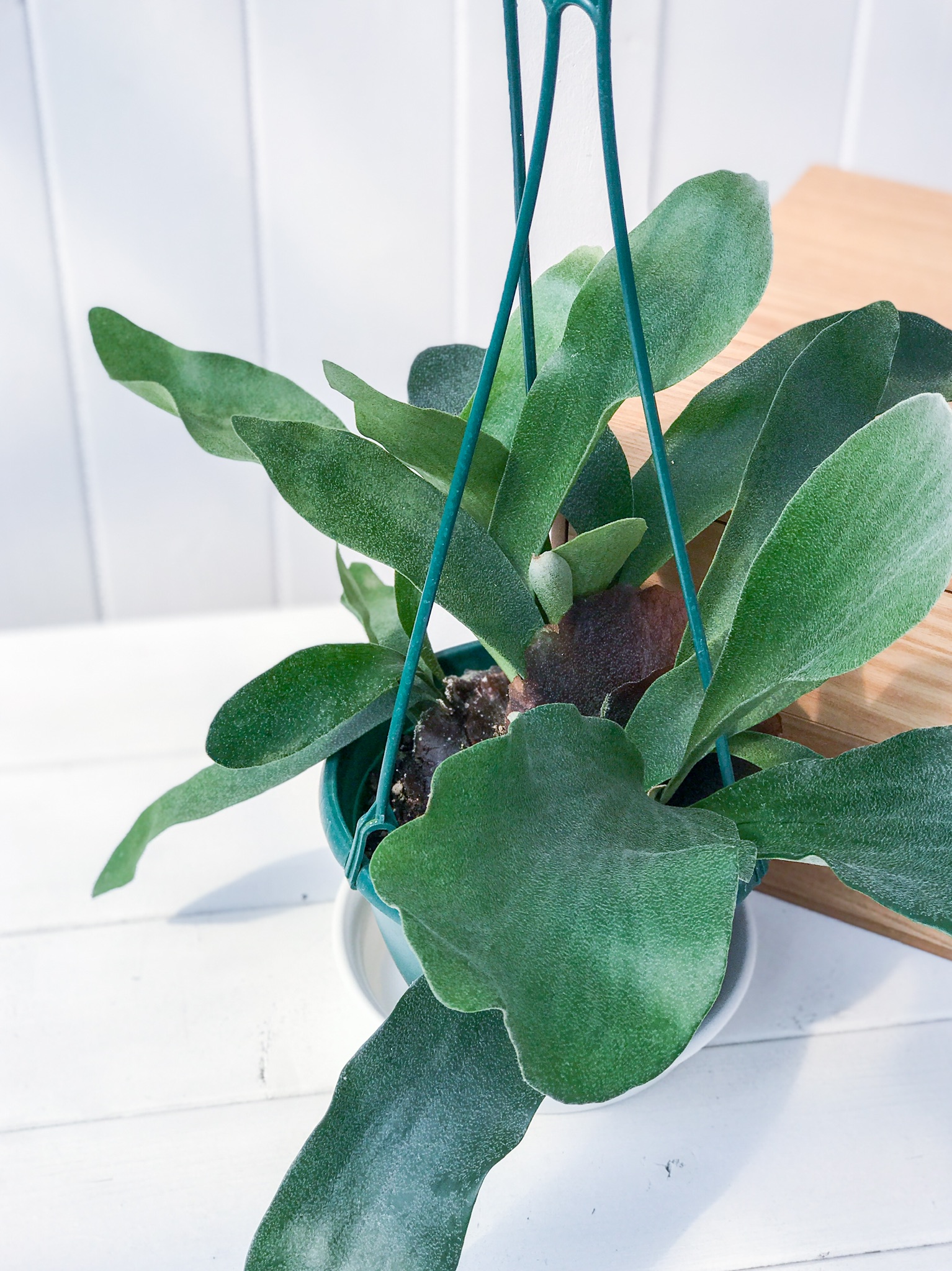 プラティケリウム（ビカクシダ） – プランチュ オフィシャルサイト