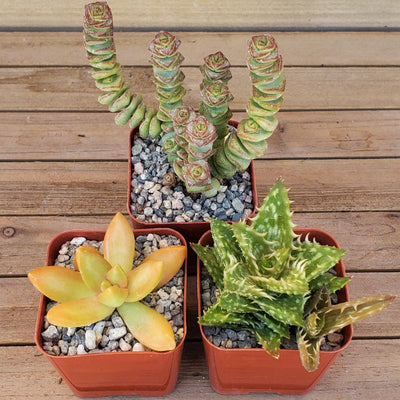 Arizona Sunset Succulent Assorted Packs (3-25 packs) – Planet Desert