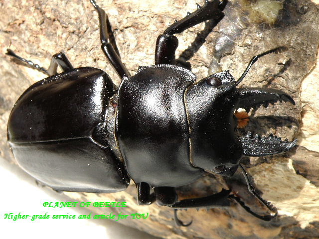 8,28新着中国・世界最大ペラルマトゥスマルバネ♂62mm♀44mmペア