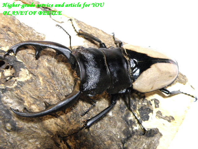 南インド最強！ブルマイスターツヤ♂95mm♀56mm♀52mmトリオ - PLANET