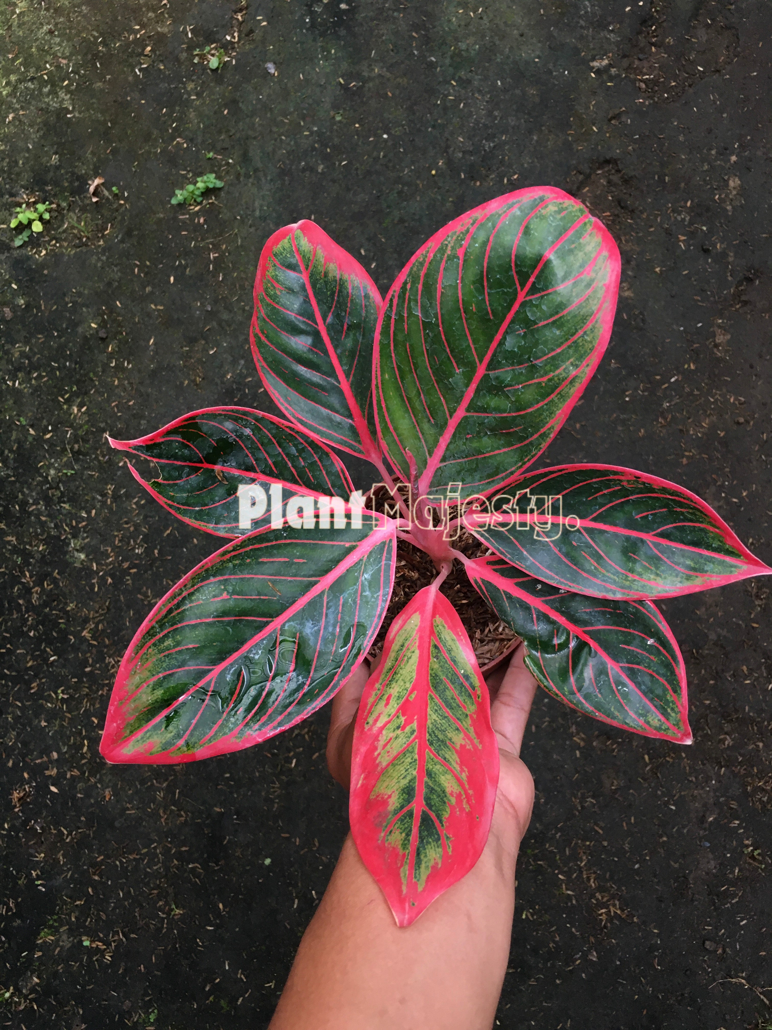 Aglaonema Khanza – Plant Majesty