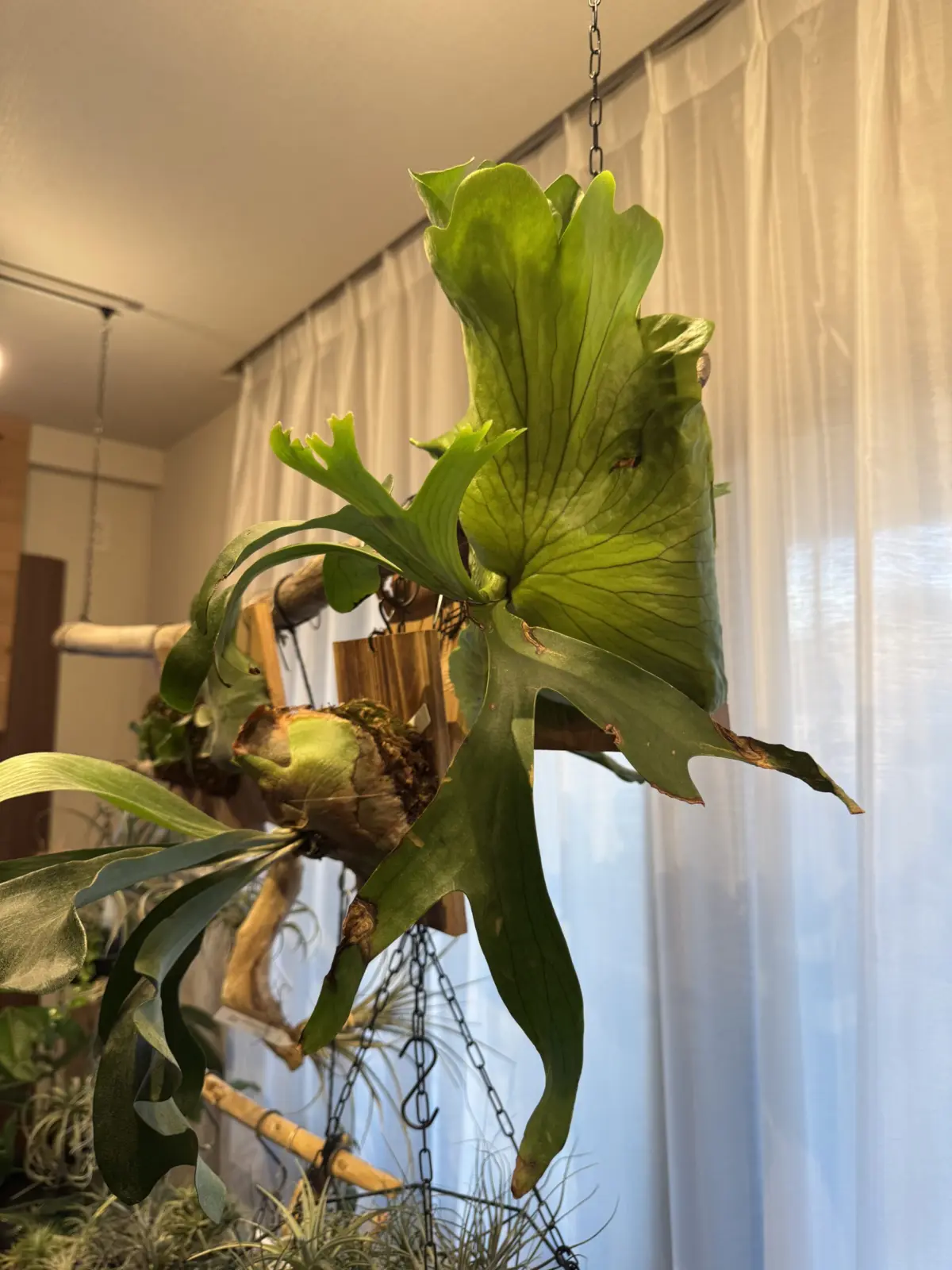 ビカクシダ ぴょん吉 – Plants Navi