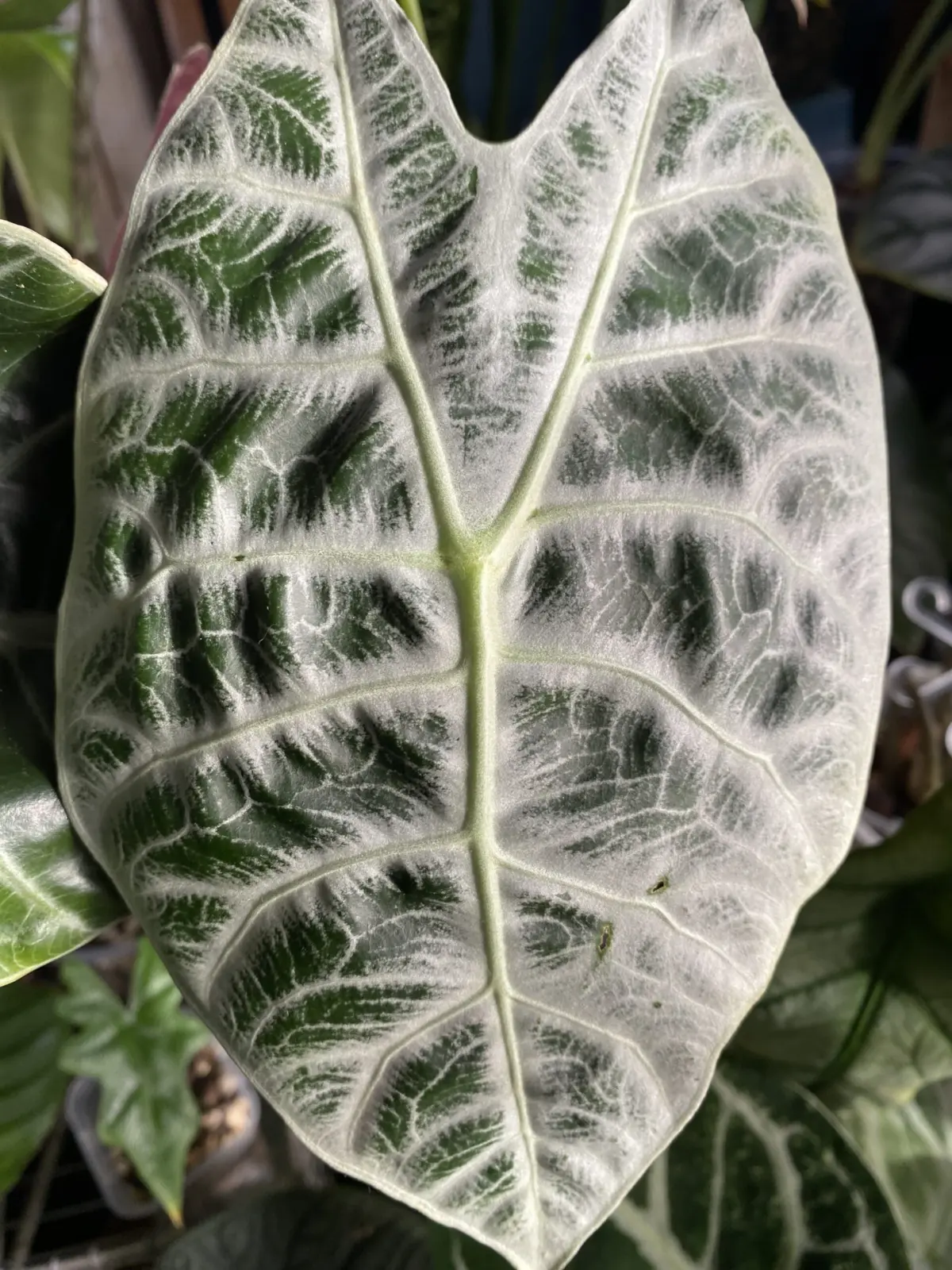 アロカシア ライトニング – Plants Navi