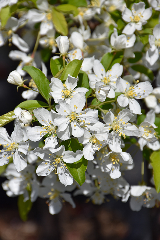 Red Jewel Flowering Crabapple (Malus 'Red Jewel') in Wilmette