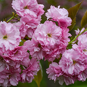 Kwanzan Flowering Cherry (Prunus serrulata 'Kwanzan') in Columbus