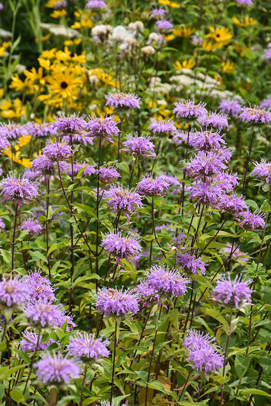 Wild Beebalm (Monarda fistulosa) in Milwaukee Racine Waukesha