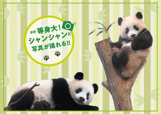 6月12日は上野動物園“シャンシャン”4歳の誕生日！「HAPPY