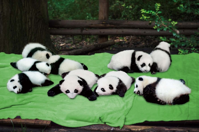 赤ちゃんパンダと好きなだけふれあえる！ パンダまみれの布団収納