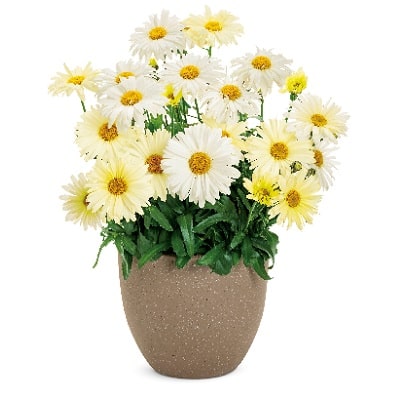 レウカンセマム ミルキーウェイ | PROVEN WINNERS (PW)【植物の国際