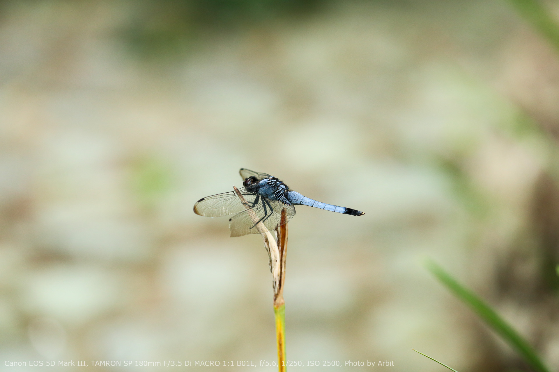 作例】望遠マクロレンズを早速持ち出してきて分かったことと、作例