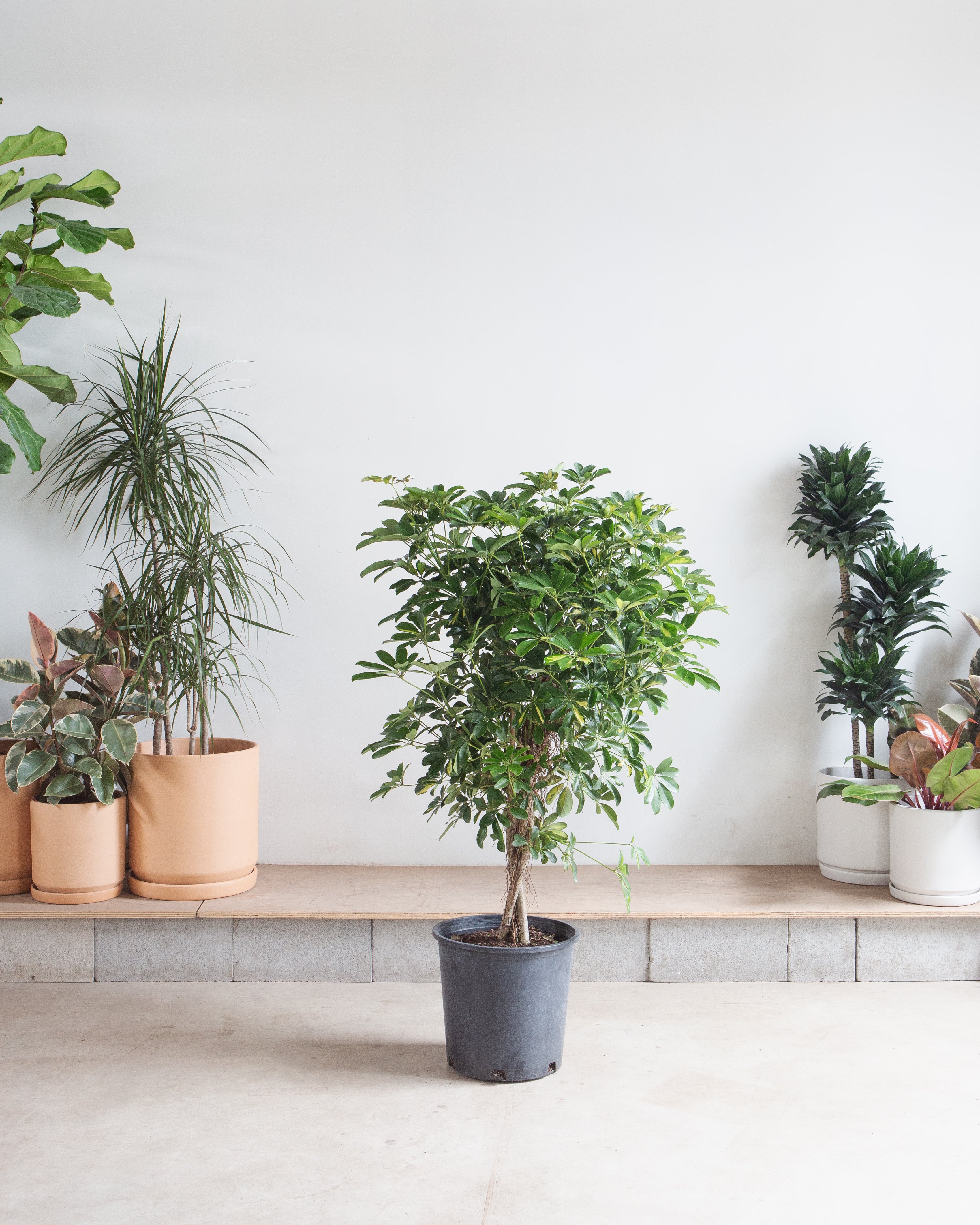 Braided Yellow Umbrella Tree - 14