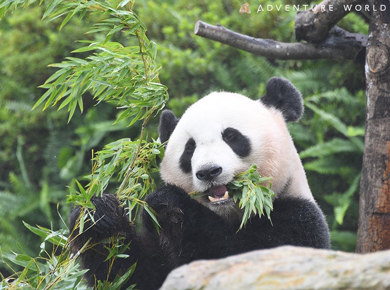 HAPPY PANDA FES 2023 学生団体BohNo × アドベンチャーワールド