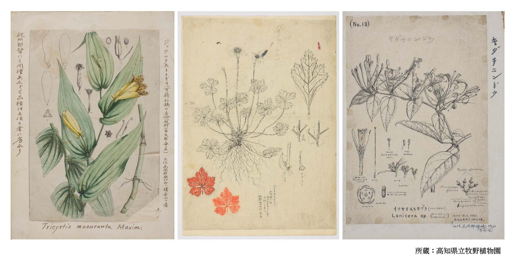 牧野植物園がやってきた展。」を渋谷PARCOで開催します！ | 株式会社