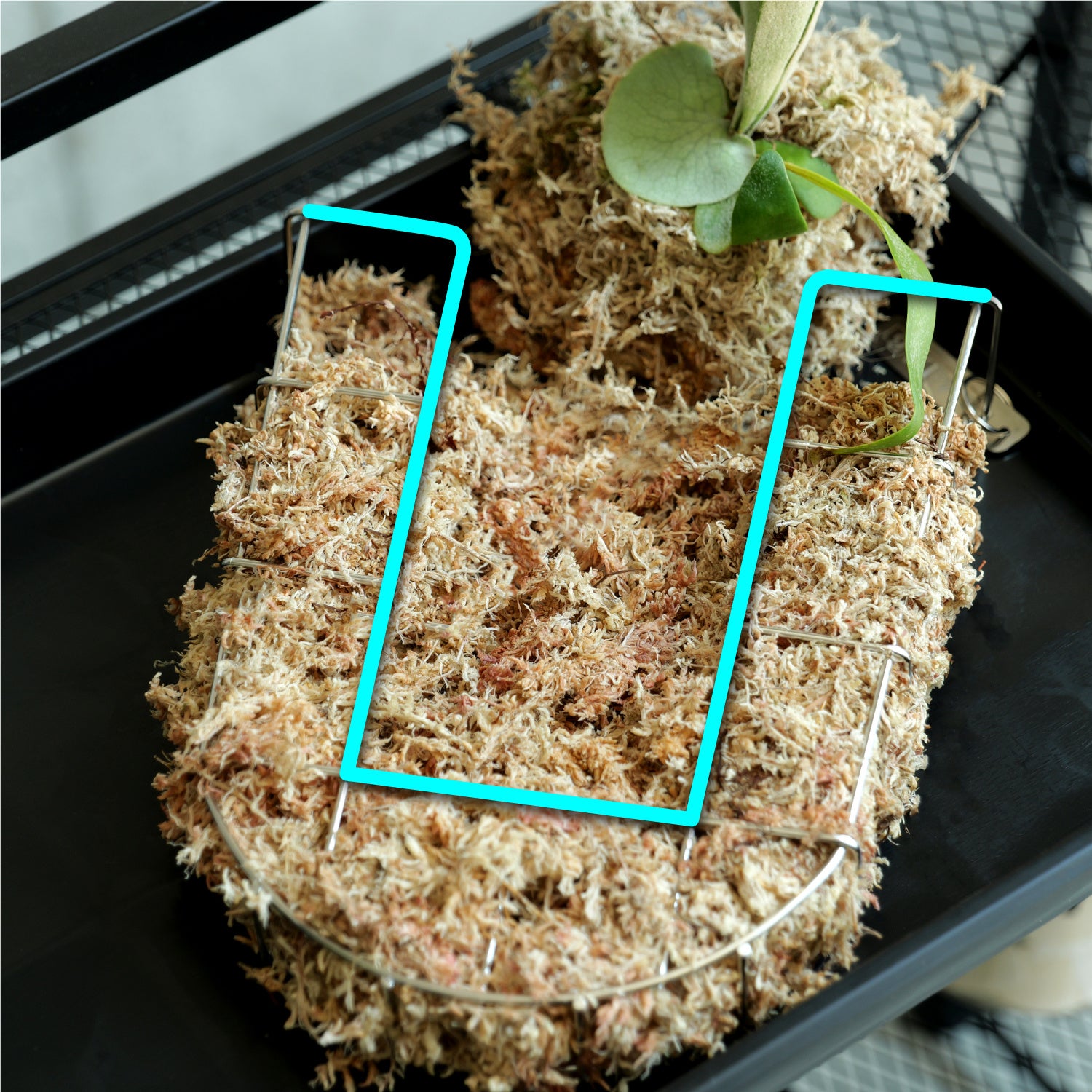 ビカクシダ」って知ってる？初心者でも育てやすい＆インテリア性◎な